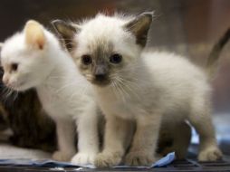 Actualmente los amos de los felinos prefieren que sean mimosos a que maten ratas en las casas. ARCHIVO /