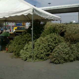 Tlajomulco inicia recolección de árboles navideños