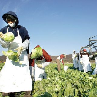 Piden reforma al campo diferenciada