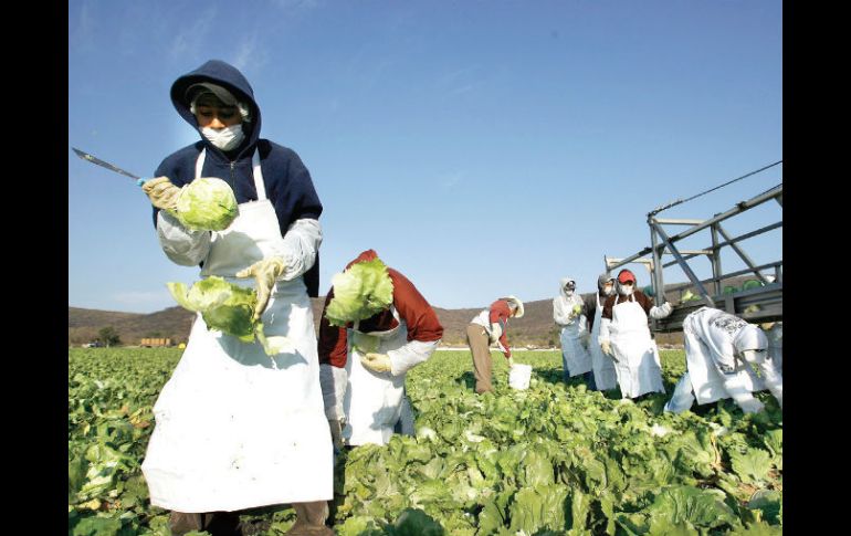 Existen diferentes realidades en cada una de las regiones del campo mexicano, considera Octavio Jurado, el gerente de la AMSDA. ESPECIAL /