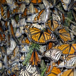 Mariposa Monarca, 'huésped de honor' de México