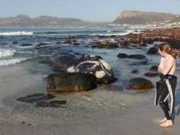 En la última década, Uruguay desarrolló el turismo de avistamiento de la ballena franca austral. ARCHIVO /
