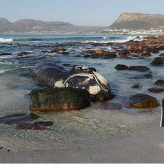 Ballena muerta aparece en costa de Montevideo