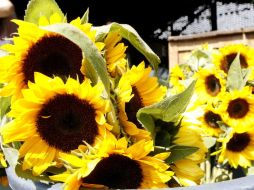 Con más de 100 especies vegetales, la agroindustria tiene potencial a nivel nacional e internacional. ARCHIVO /