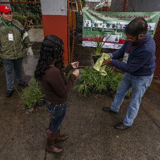 Tapatíos responden al reciclaje de árboles navideños
