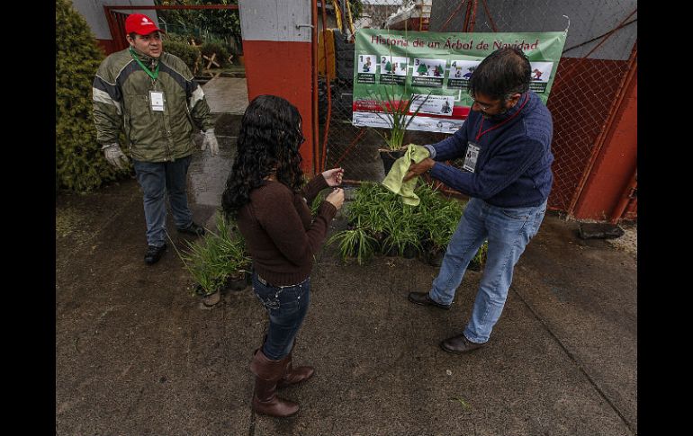 Las personas que dejan su árbol de Navidad en el centro de acopio reciben una planta de ornato.  /