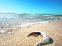 Natural. Las playas de Chamela son una atracción por su belleza, y la fauna que habita la zona, entre ellas, las tortugas.  /