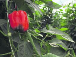 Pimientos rojos. Aceleran el metabolismo y son antioxidantes. ESPECIAL /