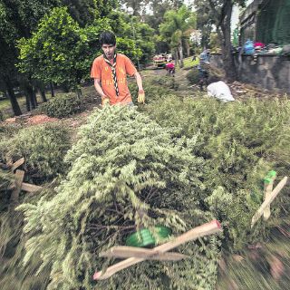 Reciclan árboles de Navidad en Guadalajara