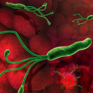 Microalgas contra gastritis y úlceras