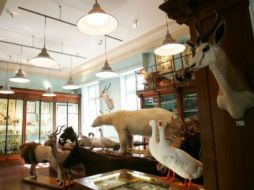 Las casas de lujo se han llenado de todo tipo de animales para decorar las habitaciones. ESPECIAL /