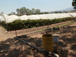 Protección Civil inicia análisis correspondientes a las siembras agrícolas para determinar las causas de la intoxicación. ARCHIVO /