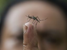 Los mosquitos infertilizarán a las hembras que transmiten la enfermedad para frenar el avance del mal. ARCHIVO /