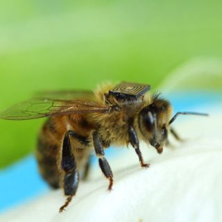 Colocarán sensores en abejas para estudiar su declive en Australia