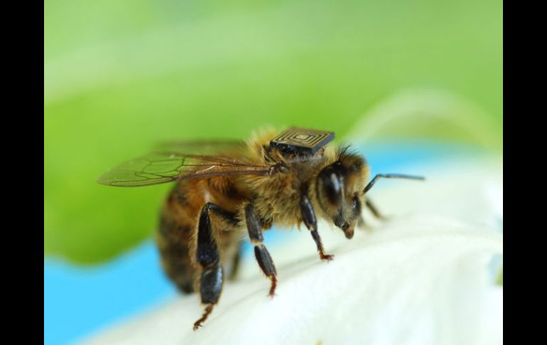 Los sensores suponen un 20 por ciento del peso que suele cargar una abeja. EFE /