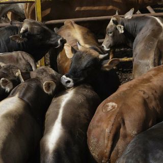 Descartan clembuterol en Rastro de Guadalajara