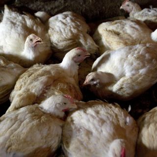 Corea del Sur confirma brote de gripe aviar altamente patógena