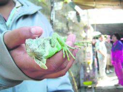 Al alcance. Una especie fuera de su hábitat natural, en venta en un mercado de la Metrópoli.  /