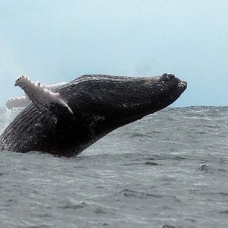 Las ballenas jorobadas, fieles al Caribe