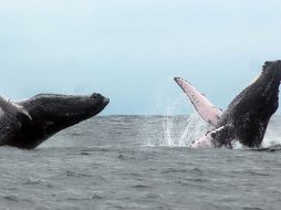 Los Cabos se caracteriza especialmente por poder avistar a la ballena jorobada. ARCHIVO /