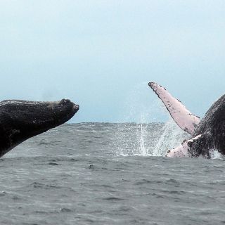 Arriban 600 ballenas a aguas de Baja California Sur