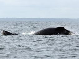 El temor es que las constantes explosiones de los sondeos sísmicos fuercen a las ballenas a abandonar Sajalín. ARCHIVO /