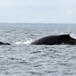 Científicos elaboran guía para reducir impacto de sondeos marinos en ballenas