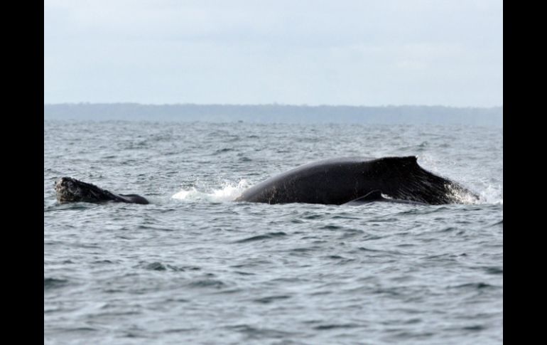 El temor es que las constantes explosiones de los sondeos sísmicos fuercen a las ballenas a abandonar Sajalín. ARCHIVO /