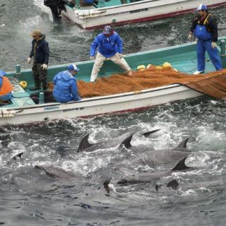Japón defiende caza de delfines ante críticas de EU