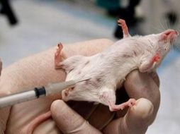 Activistas en favor de los animales  como con representantes de la industria, veterinarios y científicos celebran la nueva ley. ARCHIVO /