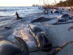 25 de los cetáceos fueron encontrados el jueves en Kice Island. AP /