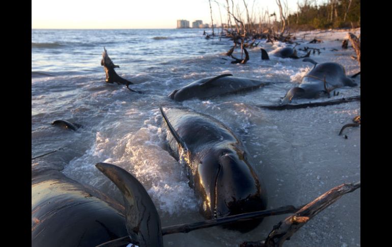 25 de los cetáceos fueron encontrados el jueves en Kice Island. AP /