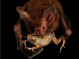 El murciélago que come ranas, es el principal predador de esos anfibios. EFE /