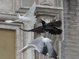 Se desconoce la suerte final de las palomas que lograron escapar volando. AP /