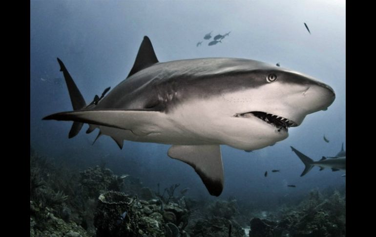 Los ejemplares de tiburón blanco que sean capturados durante la pesca, deberán ser liberados y regresados al mar. ARCHIVO /