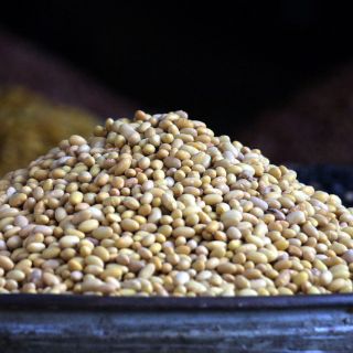 México desarrolla una variedad de frijol resistente a enfermedades