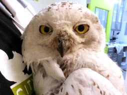 City Wildlife reveló que la lechuza se encontraba en 'estado estable' y 'en calma, alimentada, y fuertemente vigilada'. AFP /