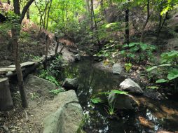 Bosque Los Colomos, la naturaleza dentro de la ciudad.  /