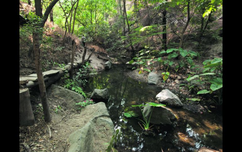 Bosque Los Colomos, la naturaleza dentro de la ciudad.  /