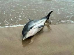 Expertos encontraron por lo menos 500 delfines varados en las playas de Perú. ESPECIAL /