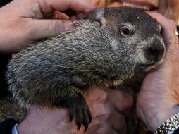 De no haber visto su sombra, el folclore local indica que el invierno terminaría pronto y la primavera estaría más próxima. AP /