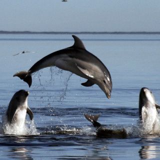 Más de 400 delfines murieron durante enero en costa de Perú