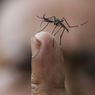 Esperma de mosquitos tiene 'sentido del olfato'