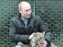 Vladimir Putin acaricia al leopardo llamado 'Grom', luego de que el felino arañara y mordiera a un par de periodistas. AP /