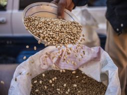 El frijol contiene proteínas, vitaminas A, y B6, calcio, tiamina, potasio, sodio y ácido fólico, entre otros valores nutricionales. ARCHIVO /