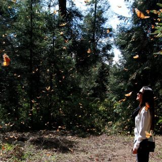 Las Mariposas Monarca se preparan para ir a los grandes lagos