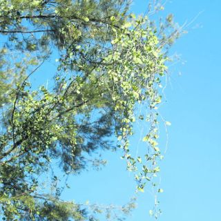 Vecinos se dicen ignorados ante la plaga de muérdago