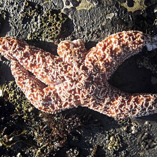 Investigan causa de muerte de estrellas de mar en Alaska