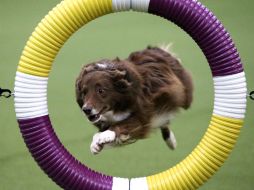 Kelso, de 7 años, superó a otros 225 perros para llevarse el campeonato. AP /