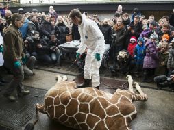 Los niños fueron invitados a ver mientras la jirafa era destazada y su carne era arrojada a los leones. AP /
